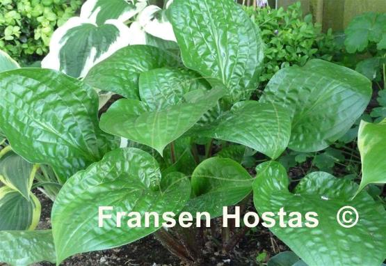 Hosta Celtic Uplands