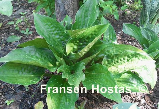 Hosta Celtic Uplands