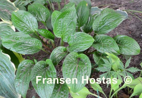 Hosta Celtic Uplands