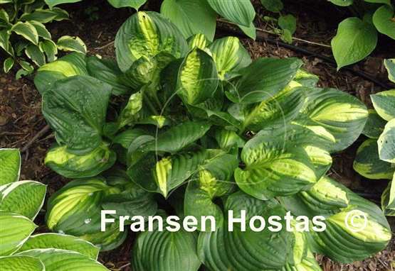 Hosta Center of Attention