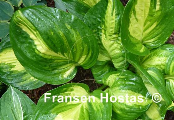 Hosta Center of Attention