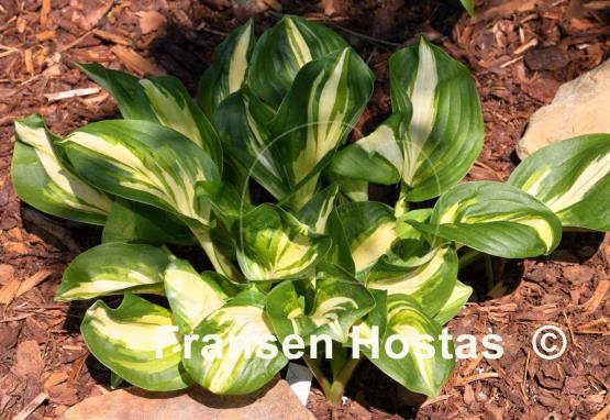 Hosta Center of Attention