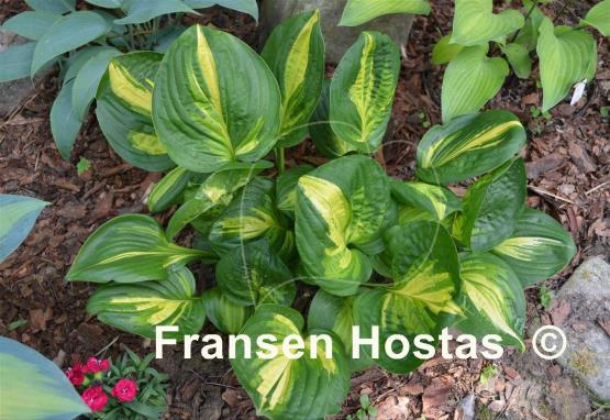 Hosta Center of Attention