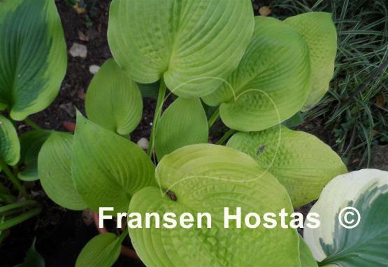 Hosta Centerfold