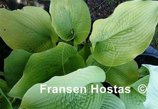 Hosta Centerfold