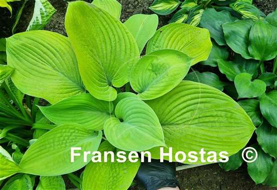 Hosta Centerfold