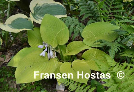 Hosta Centerfold