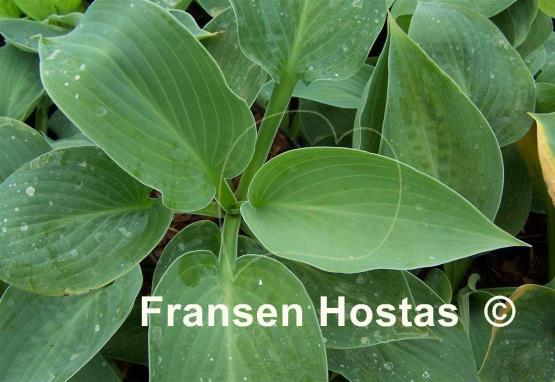 Hosta Cerulean Magic