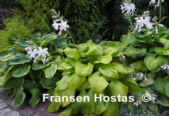 Hosta Cerveza