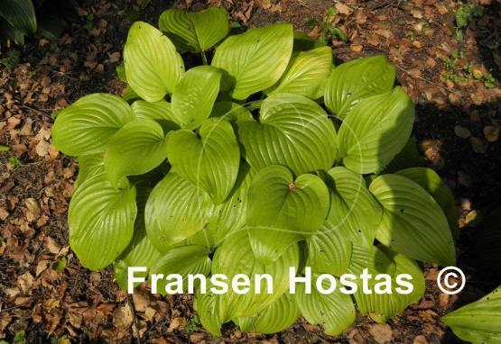 Hosta Cerveza