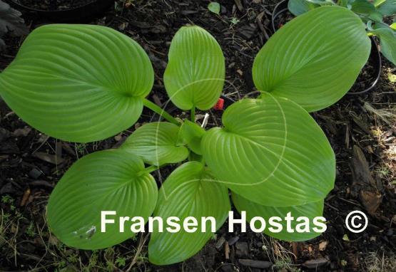 Hosta Cerveza