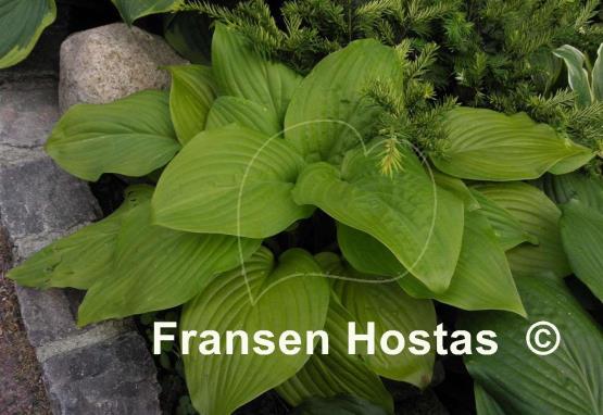 Hosta Cerveza