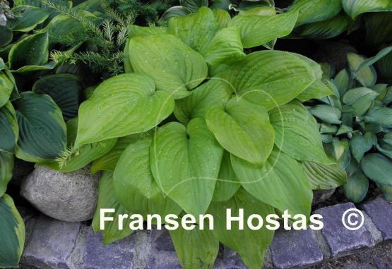 Hosta Cerveza