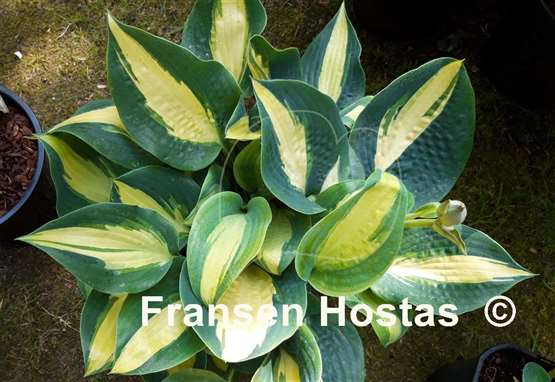 Hosta Chain Lightning