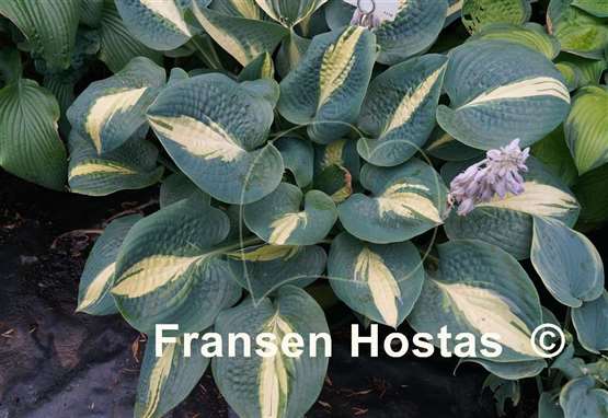 Hosta Chain Lightning