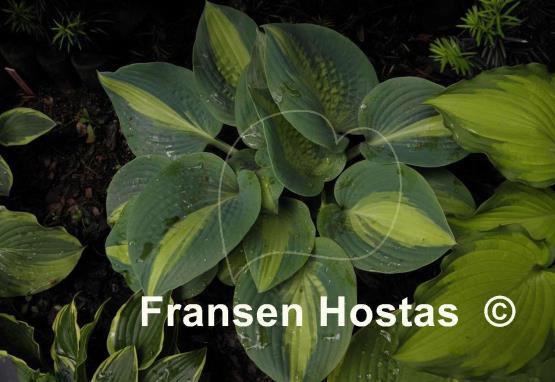 Hosta Chain Lightning