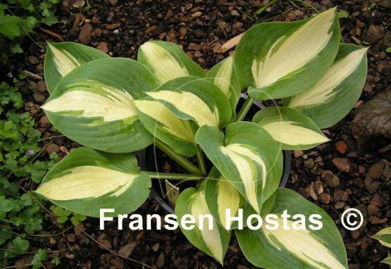 Hosta Chain Lightning