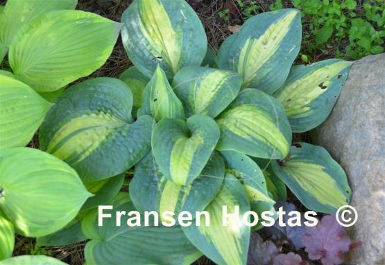 Hosta Chain Lightning