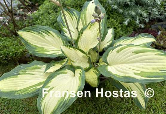 Hosta Champagne Toast
