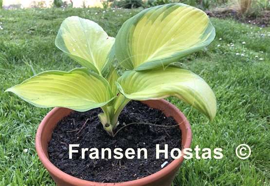 Hosta Champagne Toast