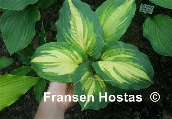 Hosta Champagne for All