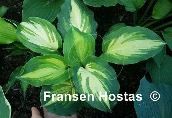 Hosta Champagne for All