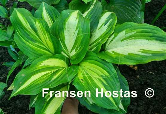 Hosta Champagne for All