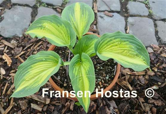 Hosta Champagne for All