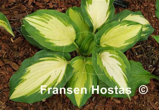 Hosta Champagne for All