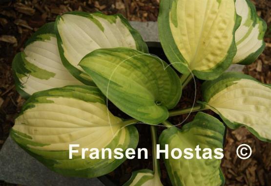 Hosta Champagne Toast