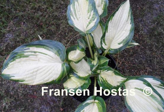Hosta Champagne Toast