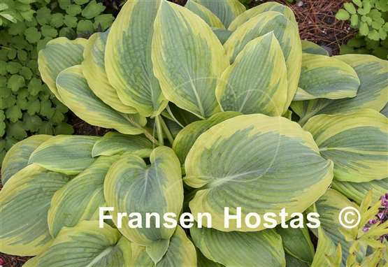 Hosta Chance Encounter