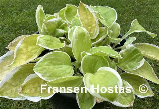 Hosta Change of Heart