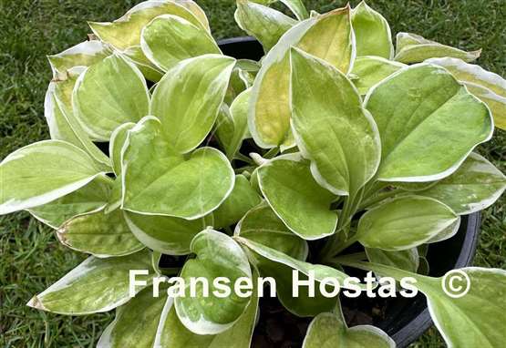 Hosta Change of Heart