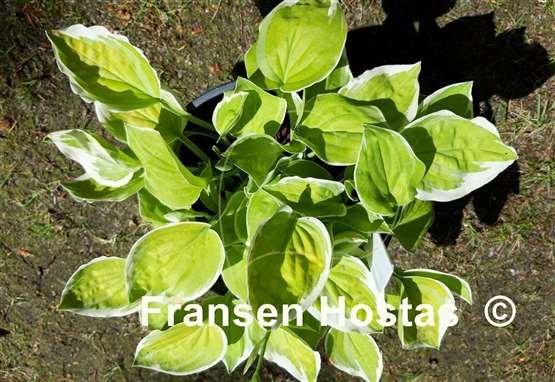 Hosta Change of Heart