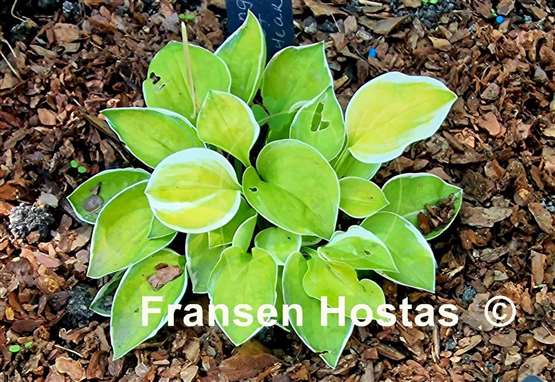 Hosta Change of Heart