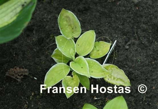Hosta Change of Heart