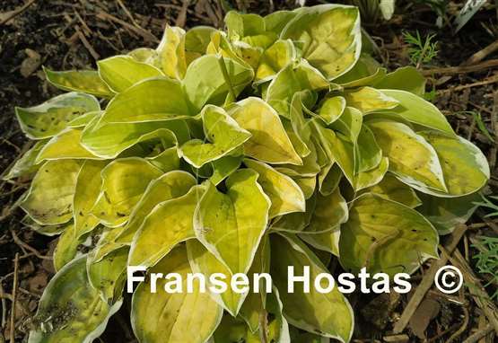 Hosta Change of Heart