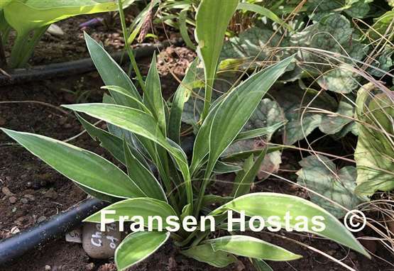 Hosta Change of Tradition