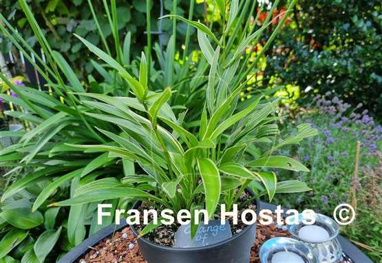 Hosta Change of Tradition