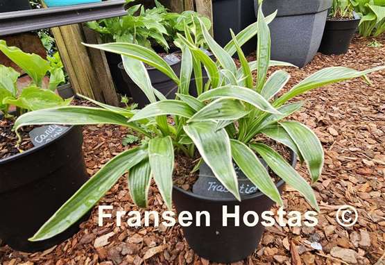 Hosta Change of Tradition