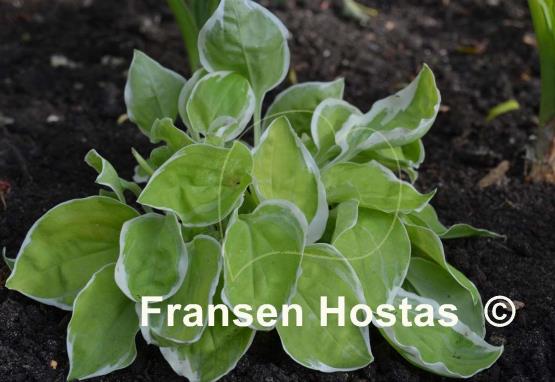 Hosta Change of Heart
