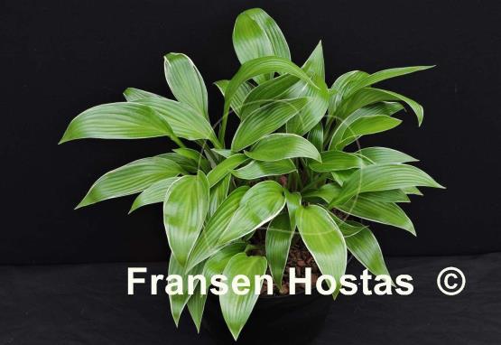 Hosta Change of Tradition