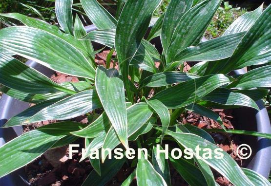 Hosta Change of Tradition