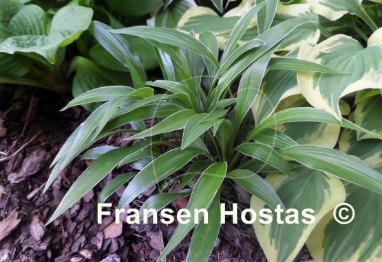 Hosta Change of Tradition