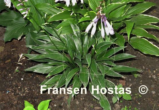 Hosta Change of Tradition