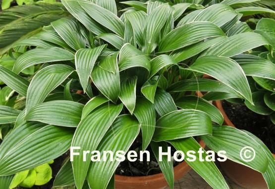 Hosta Change of Tradition
