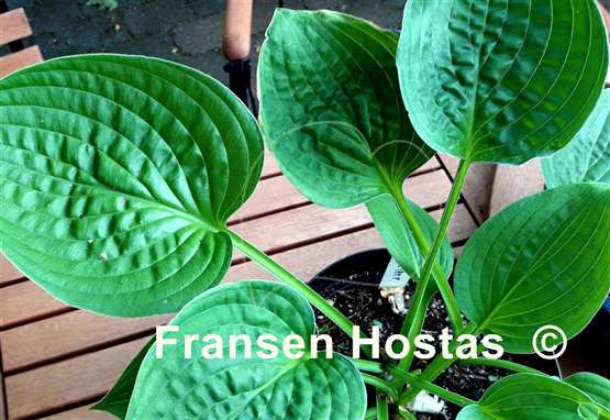 Hosta Chanticleer