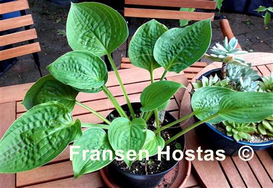 Hosta Chanticleer