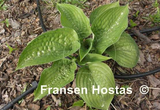 Hosta Chanticleer